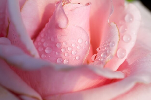 Chiuda in su della rosa di colore rosa