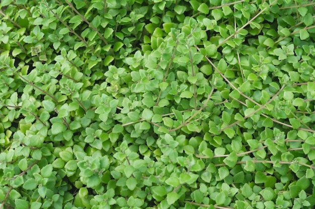 Chiuda in su della struttura e della priorità bassa della pianta verde.