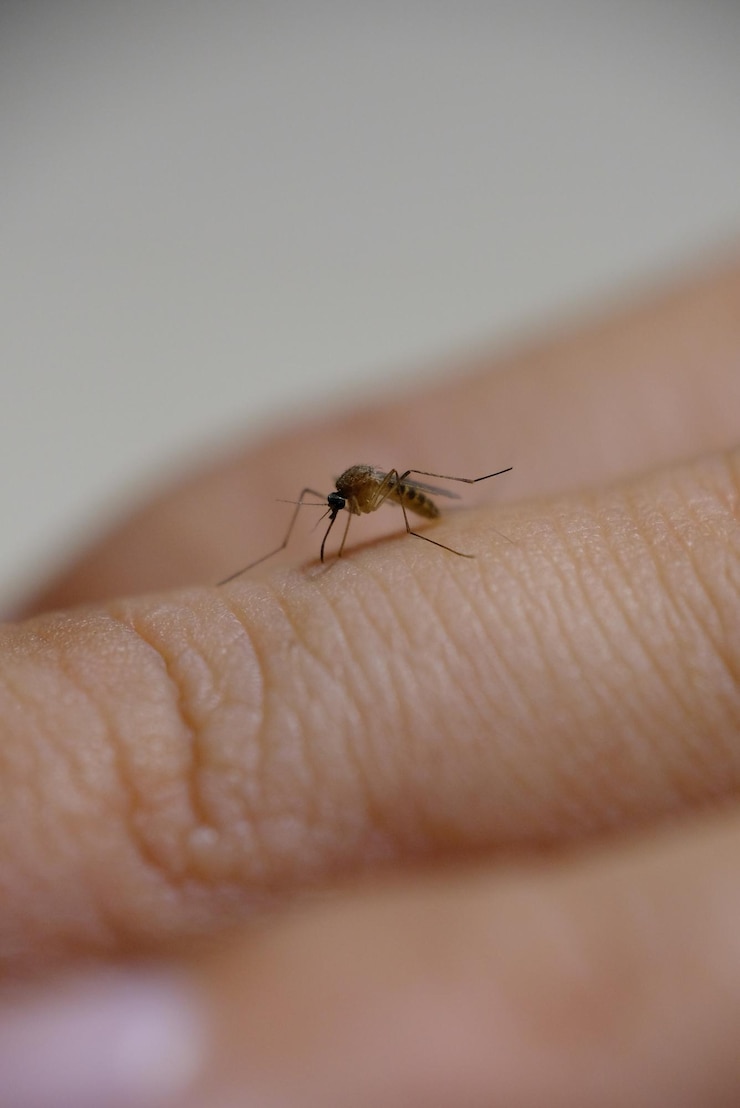 Foto chiuda in su della zanzara che succhia il sangue