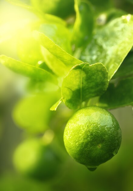 Chiuda in su delle calce fresche e verdi sull'albero.