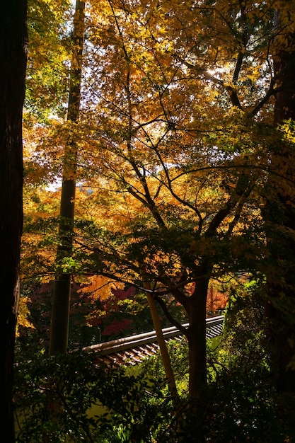 Chiuda in su delle foglie dell'albero di acero durante l'autunno con cambiamento di colore sulla foglia in giallo arancio e rosso che cade concetto di autunno di struttura di sfondo naturale