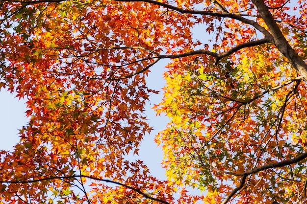 Chiuda in su delle foglie dell'albero di acero durante l'autunno con cambiamento di colore sulla foglia in giallo arancio e rosso che cade concetto di autunno di struttura di sfondo naturale