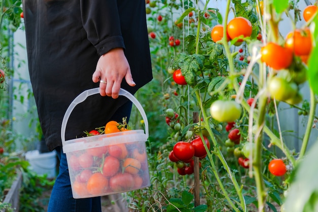 Chiuda in su delle mani del coltivatore che raccolgono pomodoro rosso in casa verde.