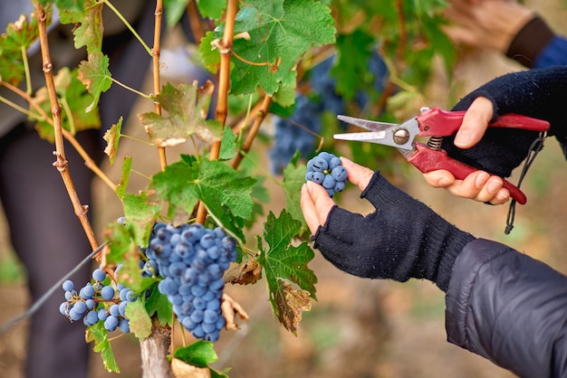 Chiuda in su delle mani del lavoratore il taglio di uva rossa da viti durante la vendemmia nel vigneto di Moldova.