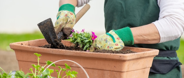 Chiuda in su delle mani di fiori di impregnazione della donna