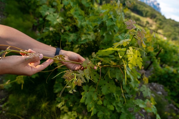 Chiuda in su delle mani di un viticoltore o di un contadino che ispeziona la vendemmia