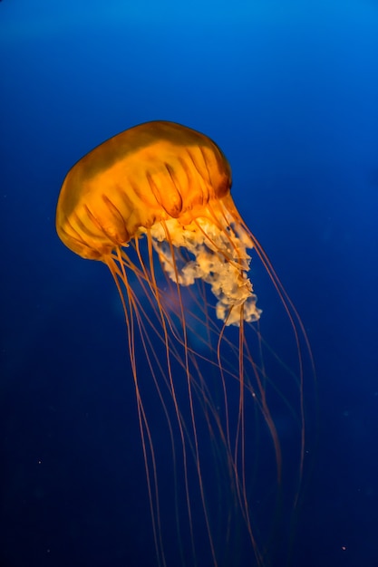 Chiuda in su delle meduse in un acquario nell&#39;ambito delle luci blu luminose.