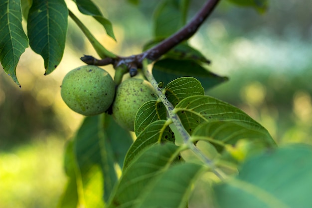 Chiuda in su delle noci sulla filiale di albero