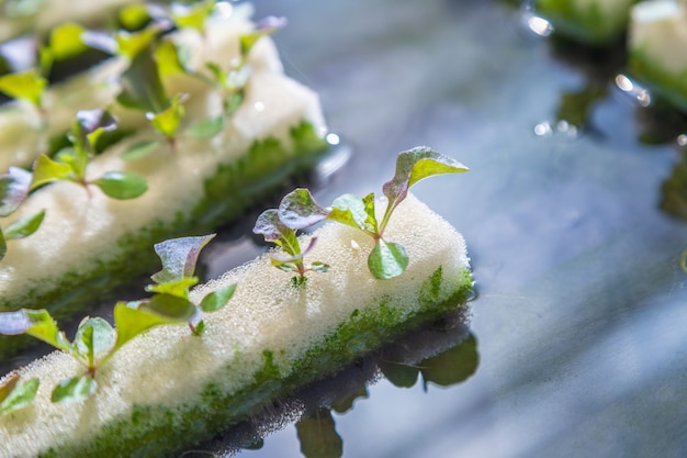 Chiuda in su delle verdure di coltura idroponica del bambino sull&#39;acqua