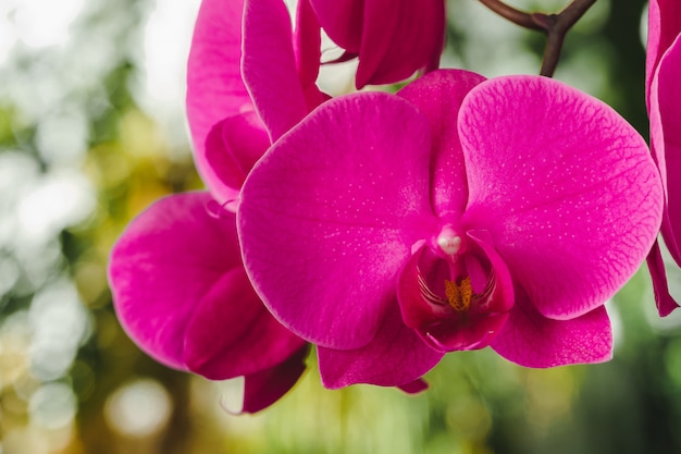 Chiuda in su di bei fiori dentellare luminosi dell'orchidea