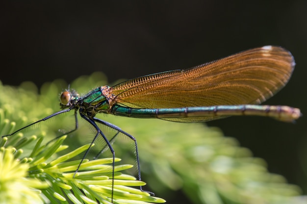 Chiuda in su di bella libellula in natura