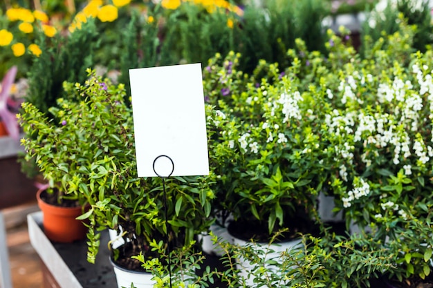 Chiuda in su di belle piante verdi da vendere in un Garden Center con le etichette in bianco per derisione su