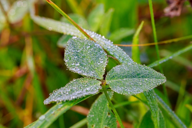 Chiuda in su di erba spessa fresca con le gocce dell&#39;acqua