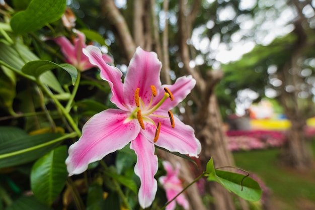 Chiuda in su di fiori lilly nel giardino