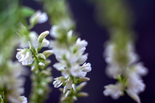 Chiuda in su di flusso bianco differente. Floreale.