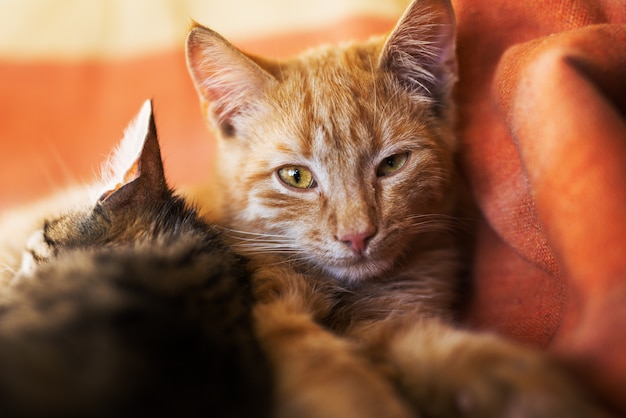 Chiuda in su di giovane gatto arancione che esamina la macchina fotografica mentre un altro gatto che dorme accanto a lei.