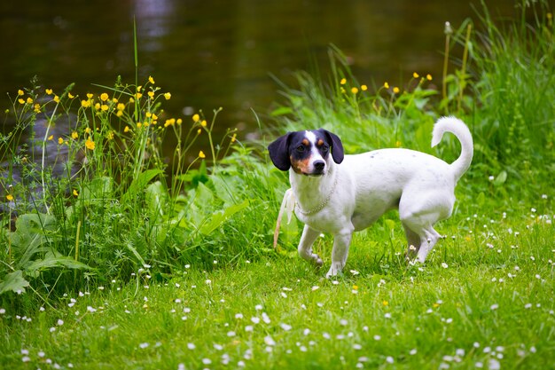 Chiuda in su di piccolo cane che gioca in un prato