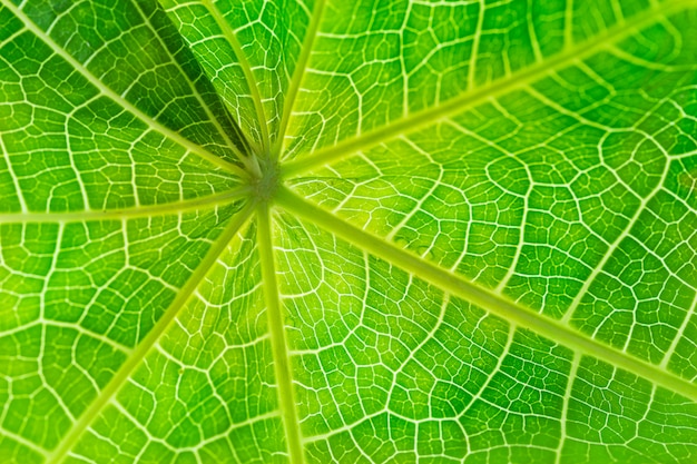 Chiuda in su di struttura verde del foglio per il reticolo e la priorità bassa