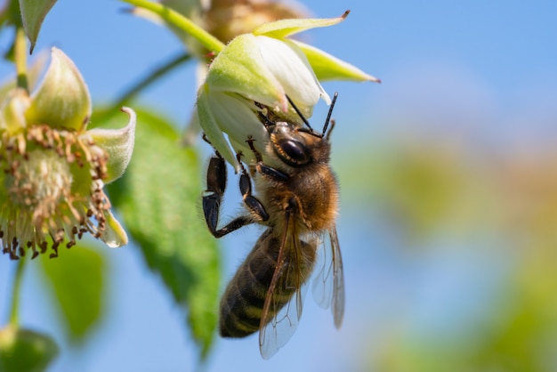 Chiuda in su di un'ape sul fiore giallo