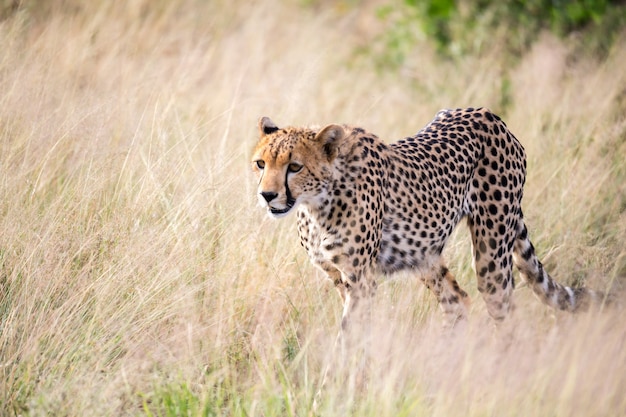 Chiuda in su di un ghepardo nel paesaggio dell'erba