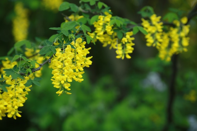 Chiuda in su di un mazzo di rami di fioritura gialli con i fiori