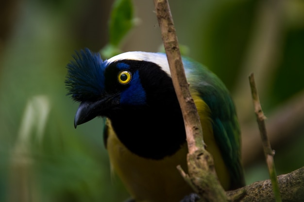 Chiuda in su di una ghiandaia verde (Cyanocorax yncas), uccello blu con gli occhi gialli