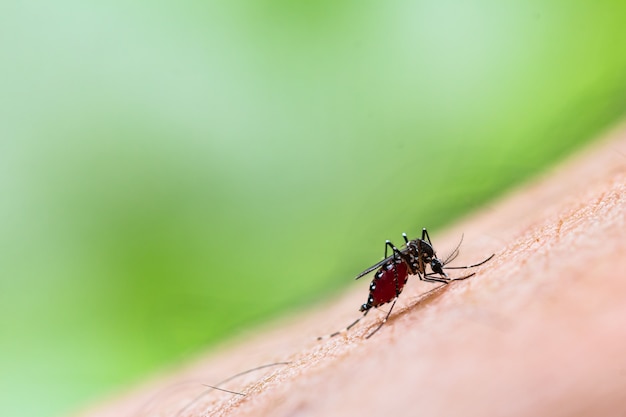 Chiuda in su di una zanzara che succhia il sangue umano