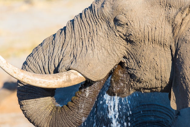 Chiuda in su e ritratto di un elefante africano enorme che beve dal waterhole. Safari della fauna selvatica nel Kruger National Park, la principale destinazione di viaggio in Sudafrica.