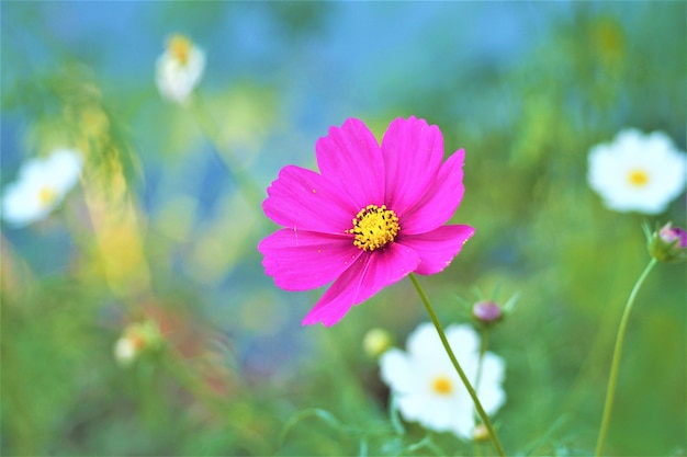 Chiuda in su, fiore viola con backgound verde