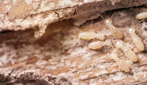 Chiuda in su, macro formiche bianche o termiti su legno in decomposizione.