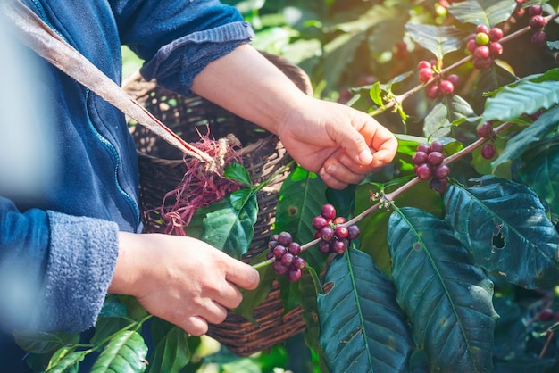 Chiuda in su mani raccolgono semi di caffè maturi rossi robusta arabica berry raccolta di caffè farm