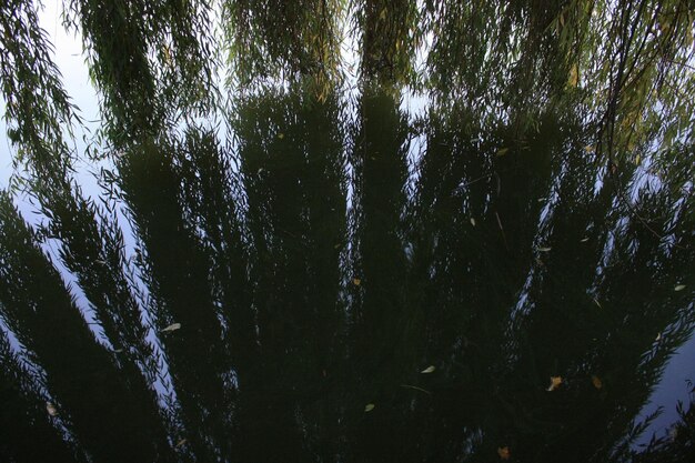 Chiuda in su rami di albero di salice che cadono sulla foto di concetto di acqua