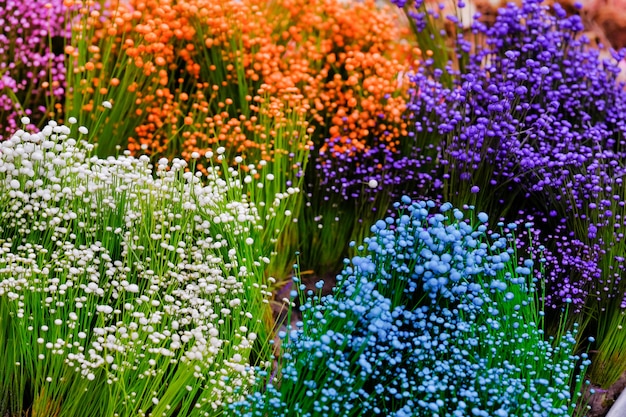 Chiuda in su sfondo colorato piccolo fiore di erba, Piccoli fiori bianchi selvatici e fiori viola