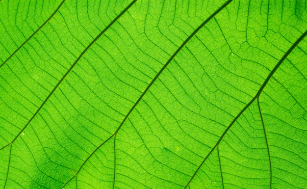 Chiuda in su, struttura verde del foglio