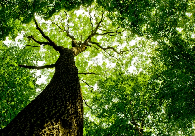 Chiuda in su su un albero forestale visto da sotto