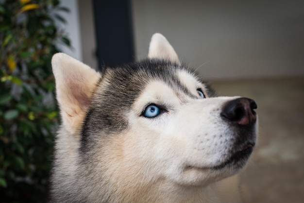 Chiuda in su sugli occhi azzurri di un cane