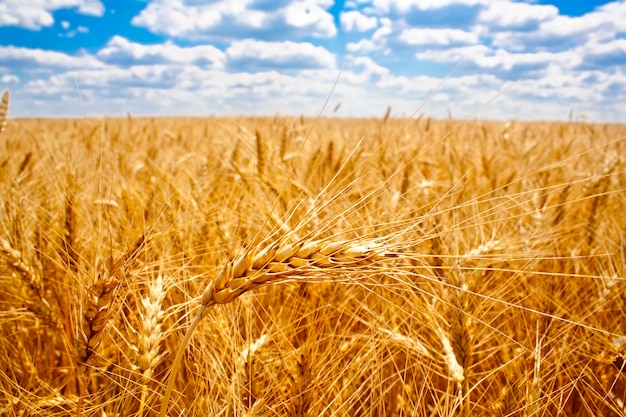 Chiuda in su sul campo fertile di frumento maturo