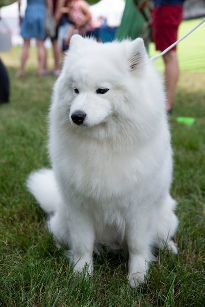 Chiuda in su sul cane samoiedo bianco su erba