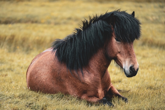 Chiuda in su sul cavallo che riposa nell'erba