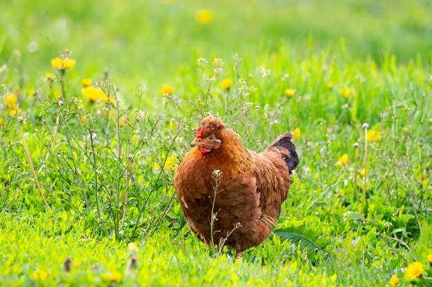 Chiuda in su sul pollo in erba verde