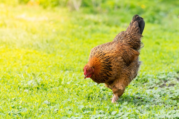 Chiuda in su sul pollo in erba verde