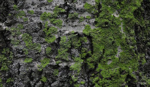 Chiuda in su sulla corteccia di un albero con muschio verde