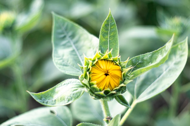 Chiuda in su yong germoglio di girasole