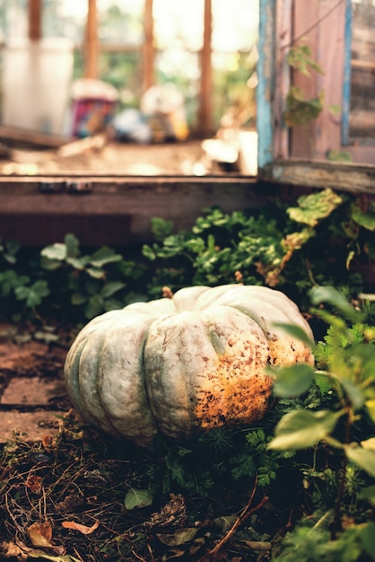 Chiuda in su zucca matura in serra