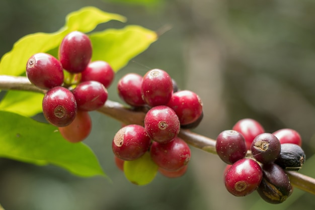 Chiuda su, berrys del caffè Arabica che maturano sull&#39;albero nel Nord della Tailandia