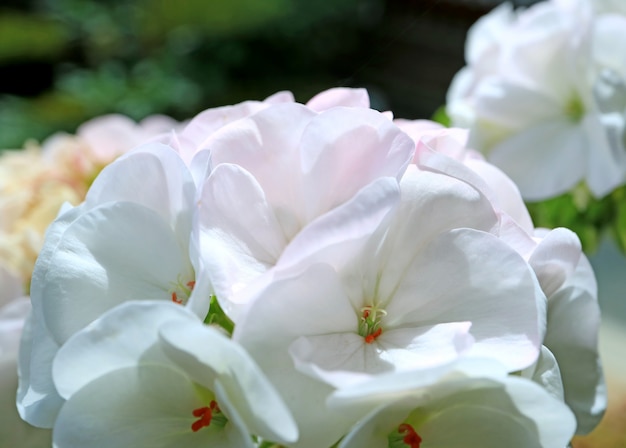 Chiuda su dei fiori bianchi di fioritura del geranio alla luce solare di mattina