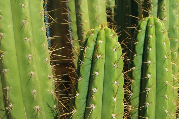Chiuda su del cactus spinoso verde intenso alla luce solare, per struttura delle piante e del fondo