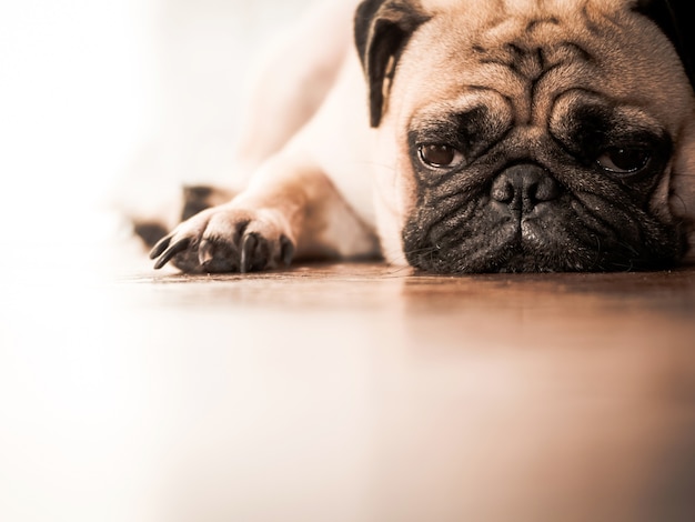 Chiuda su del cane sveglio del carlino che si riposa sul pavimento di legno a casa.