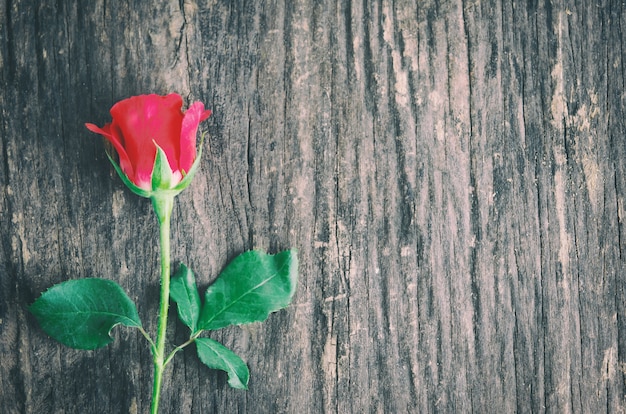 Chiuda su del fiore della rosa rossa su fondo di legno con il tono d&#39;annata, la rosa del biglietto di S. Valentino