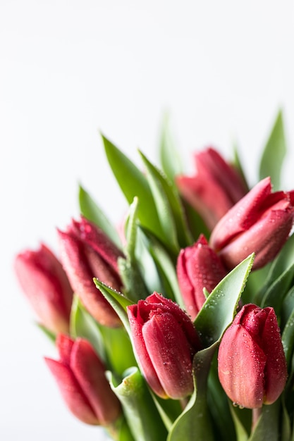 Chiuda su del mazzo e delle foglie verdi rossi dei fiori dei tulipani su fondo bianco, copi lo spazio